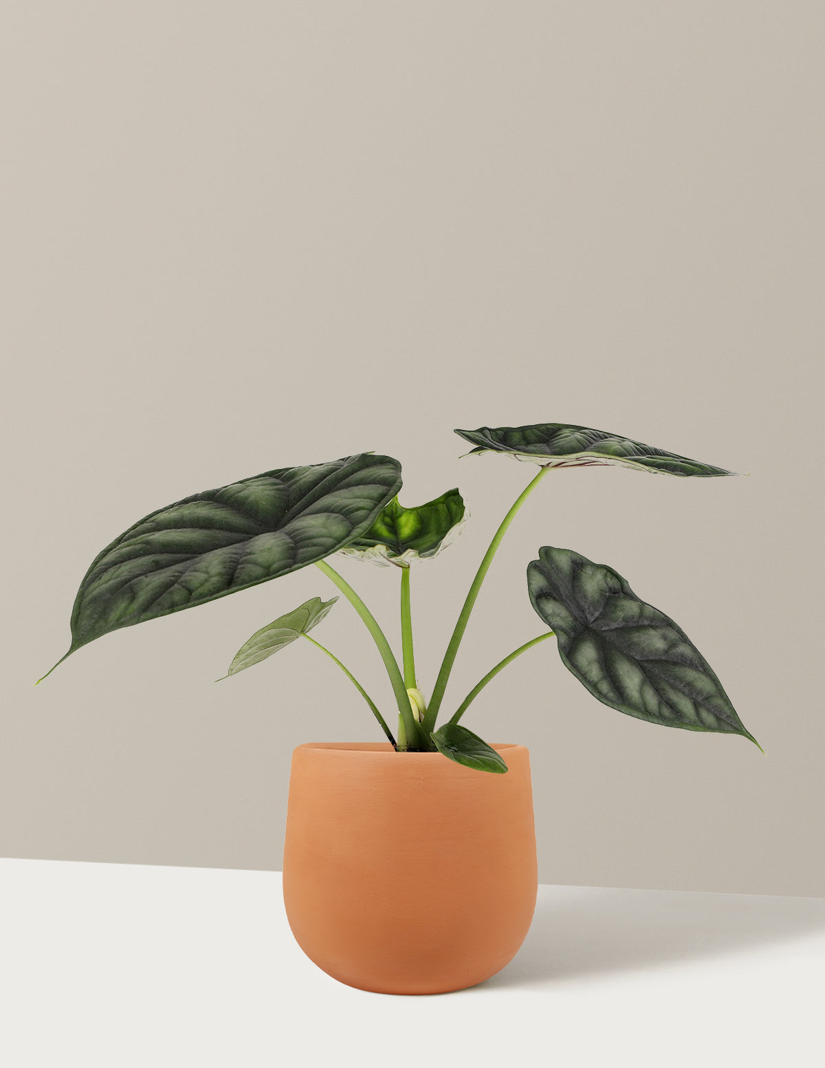 Alocasia 'Dragon Scale'