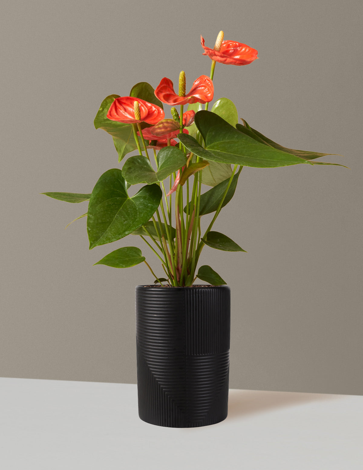 Mercan Anthurium