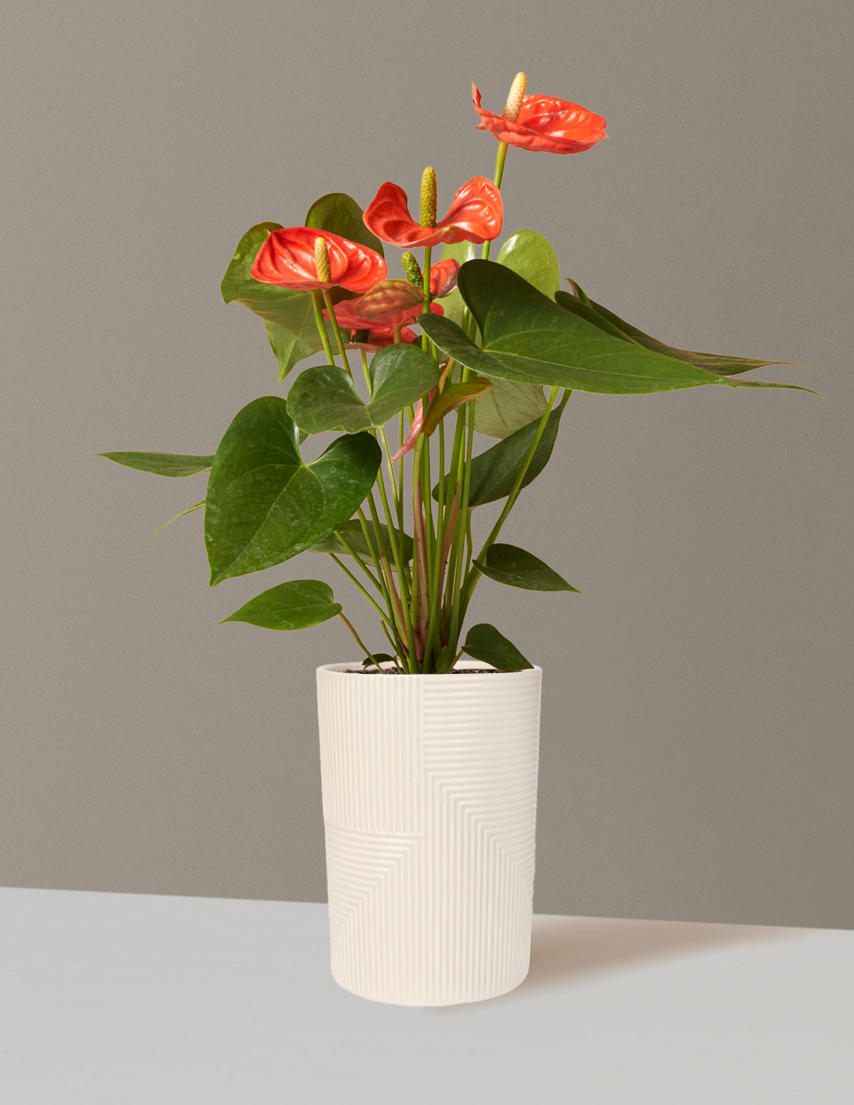 Mercan Anthurium