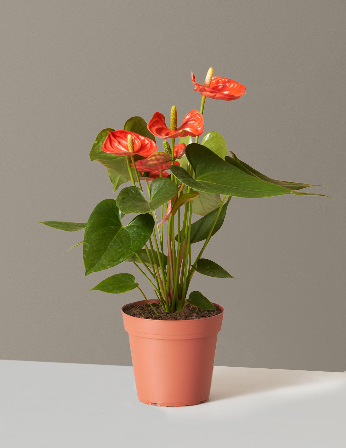 Mercan Anthurium