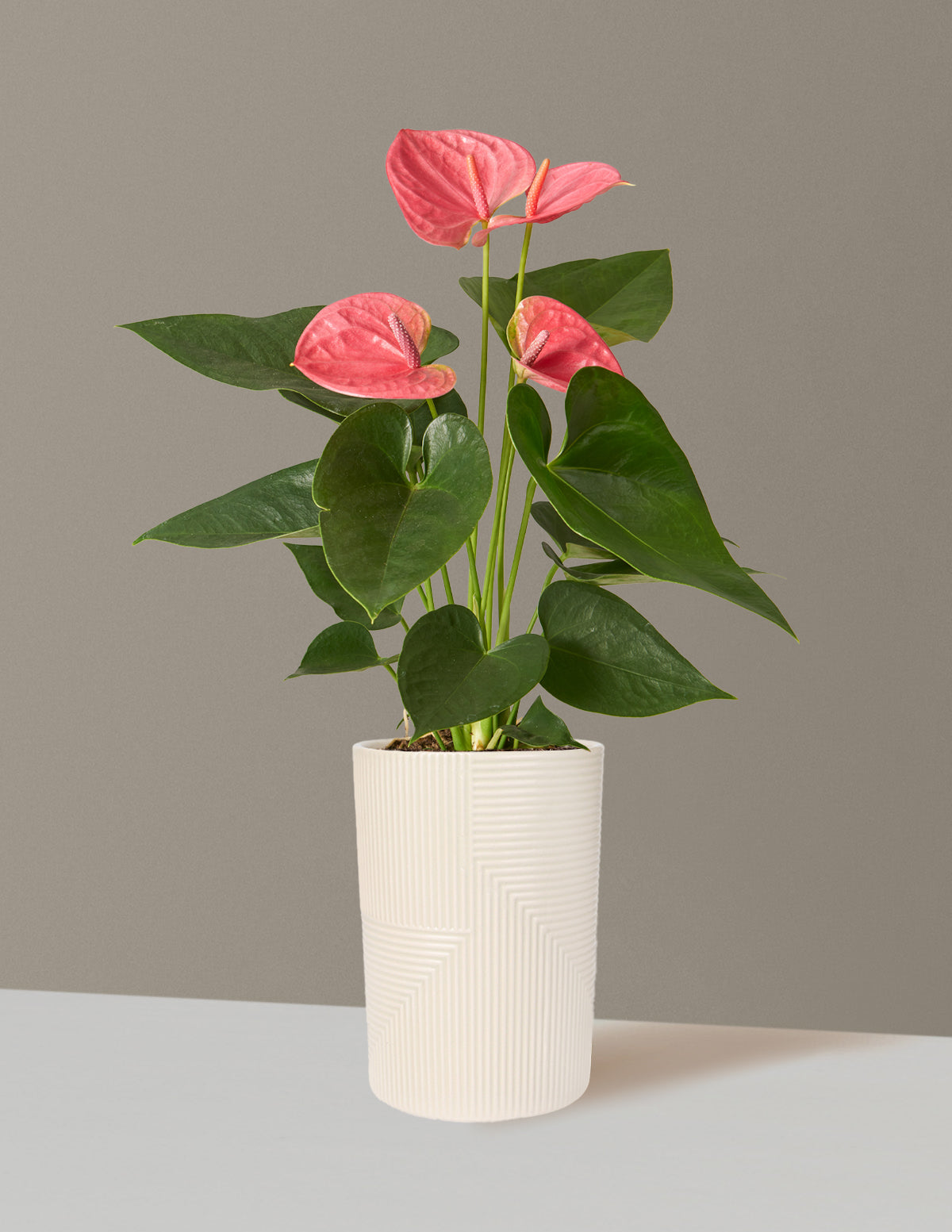 Pembe Anthurium