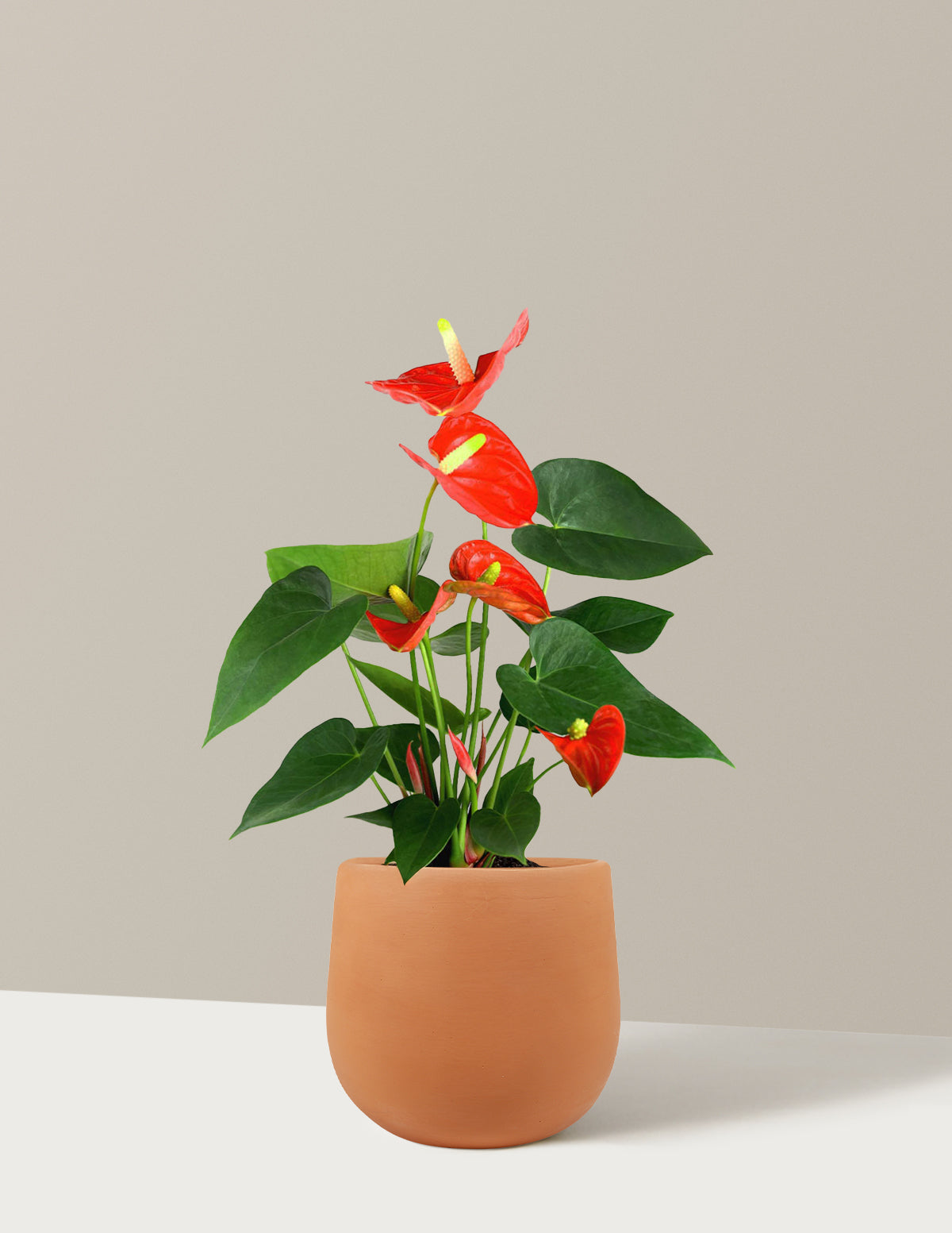 Mercan Anthurium