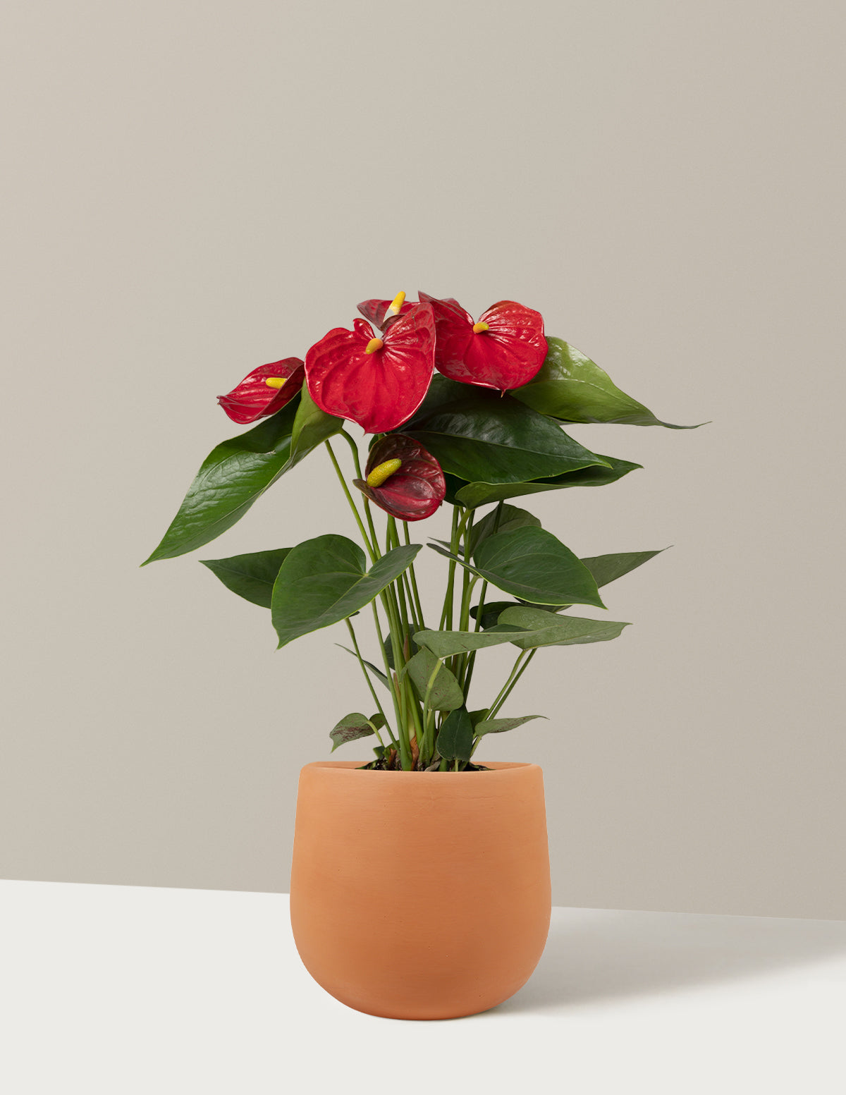 Kırmızı Anthurium