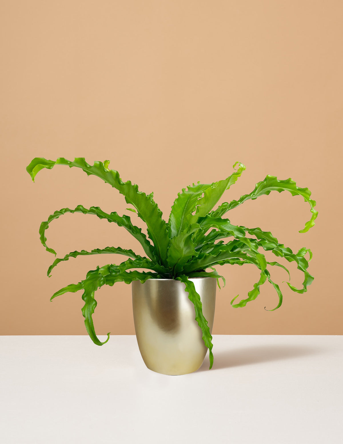 Kuş Yuvası Eğrelti Otu (Bird's Nest Fern)