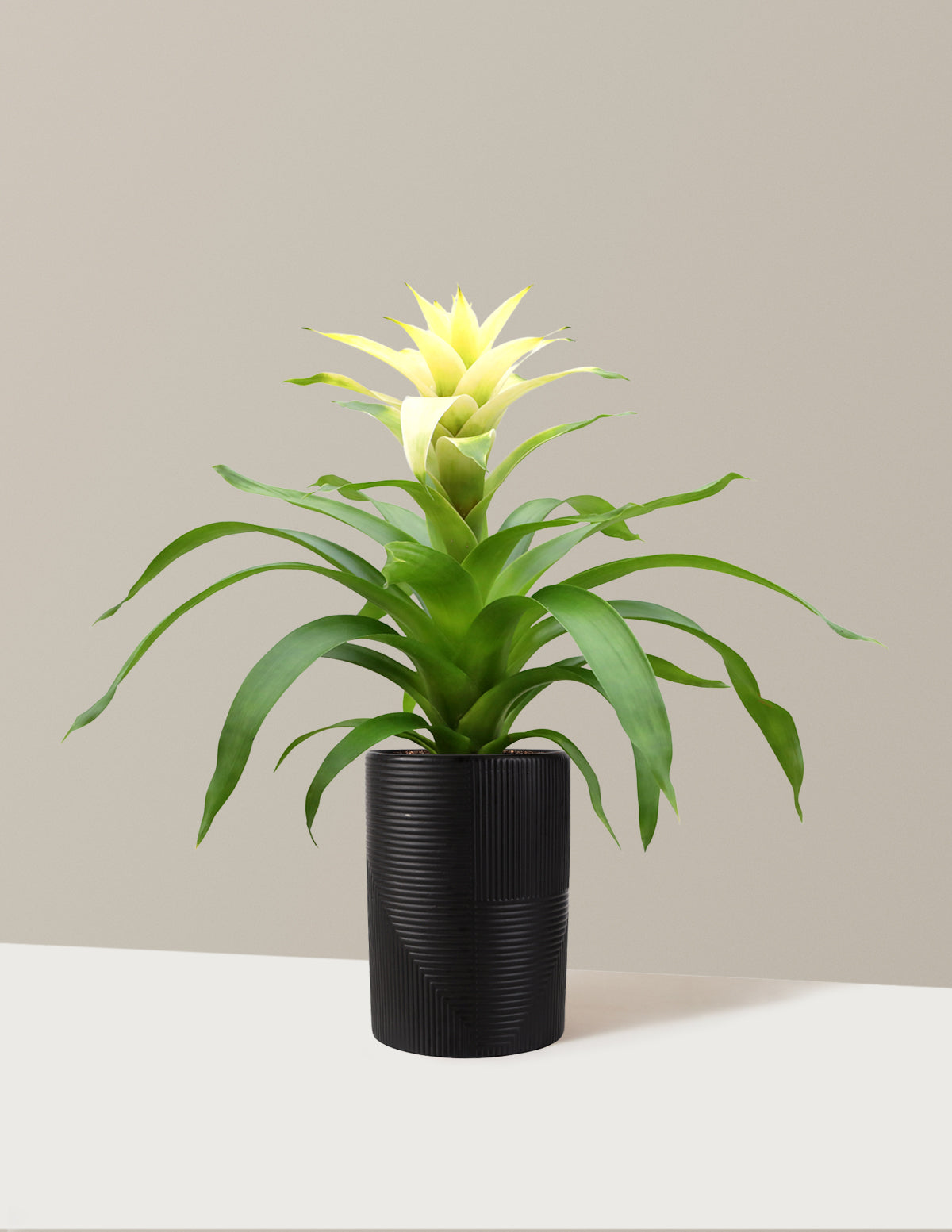 Bromeliad Deseo White