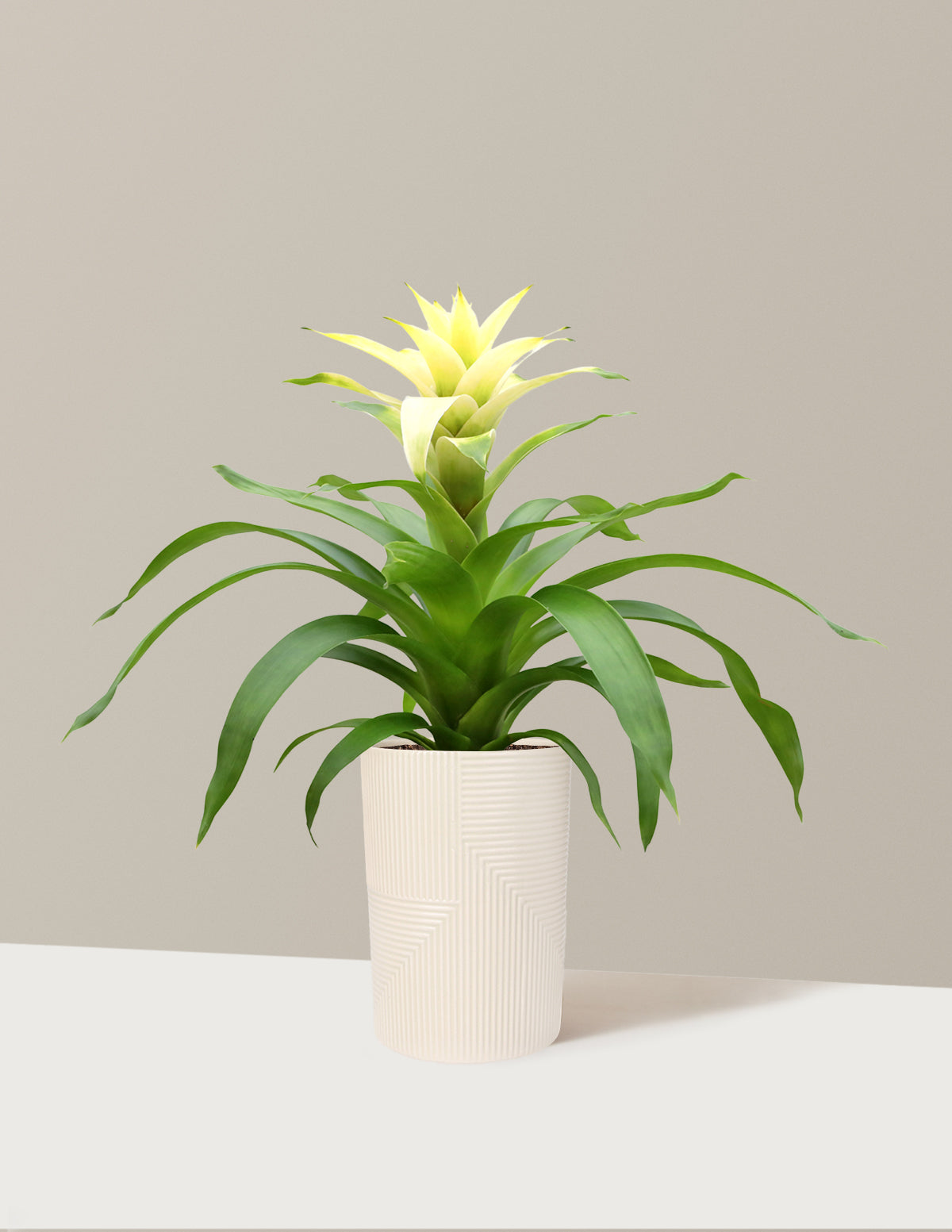 Bromeliad Deseo White