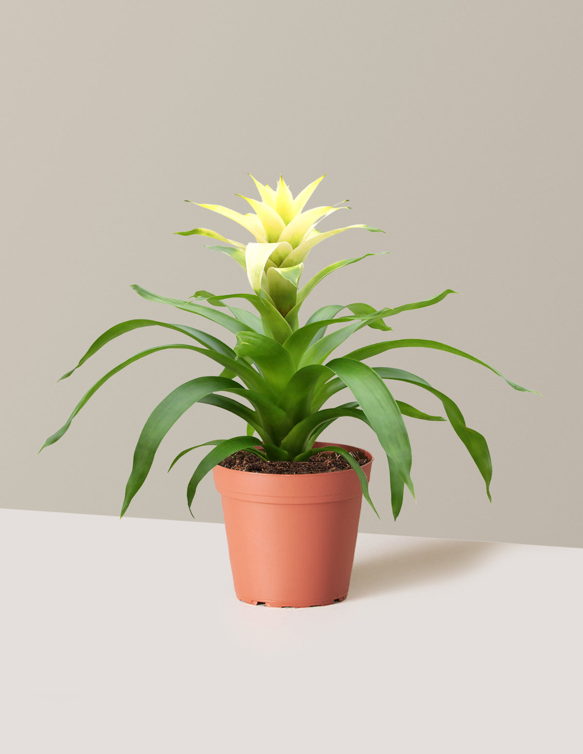 Bromeliad Deseo White