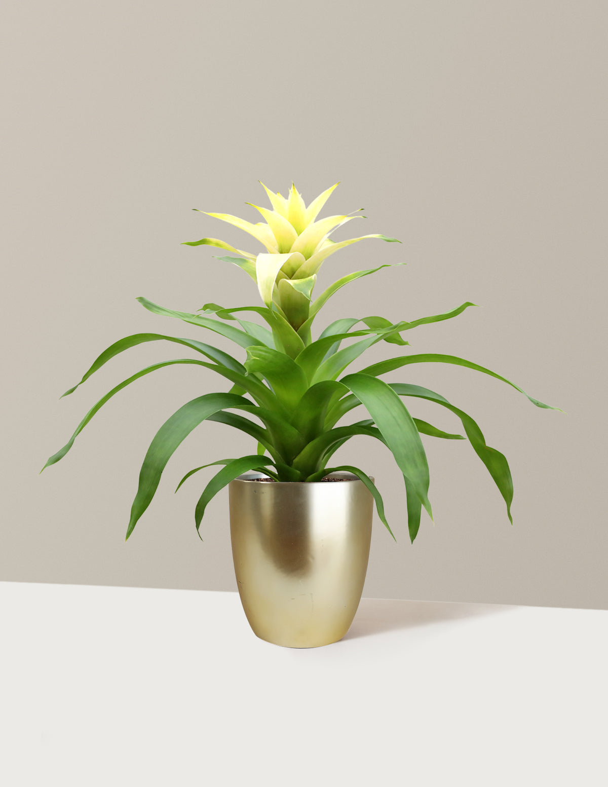 Bromeliad Deseo White