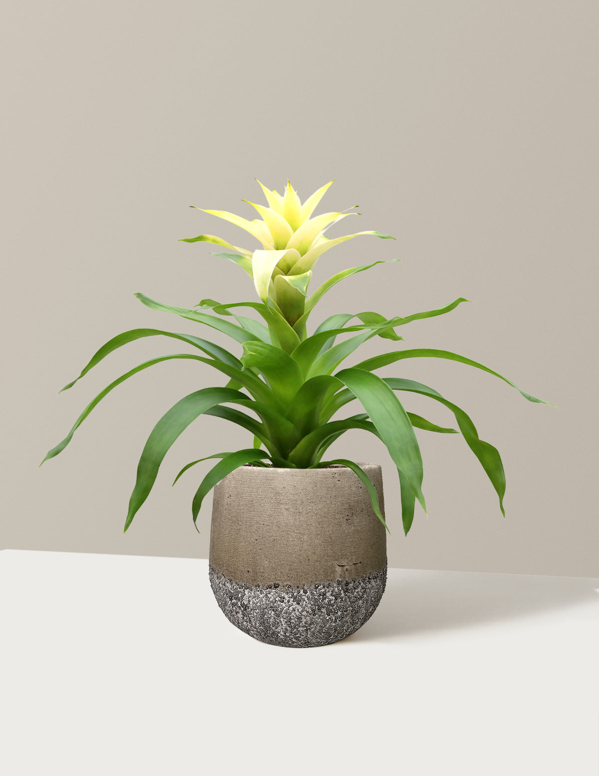 Bromeliad Deseo White