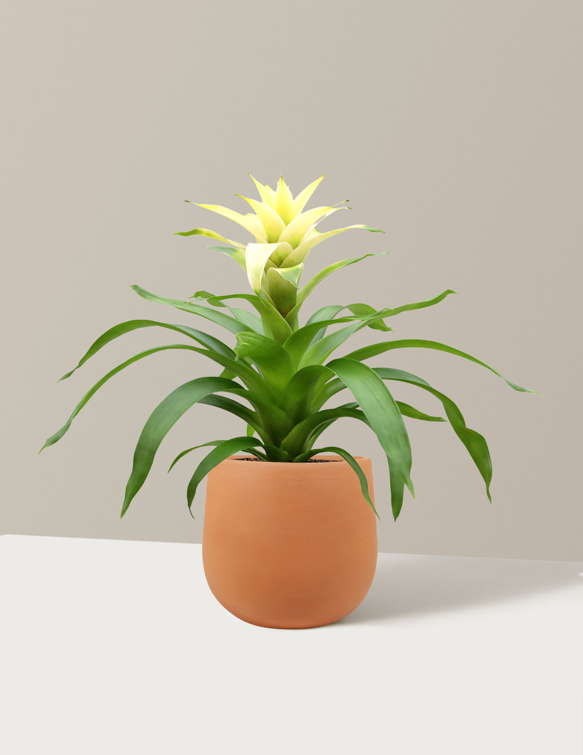 Bromeliad Deseo White