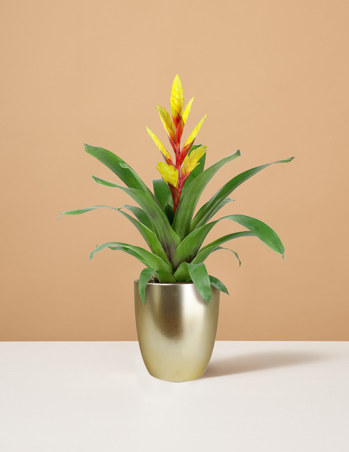 Vriesea Evita Yellow Bromelia