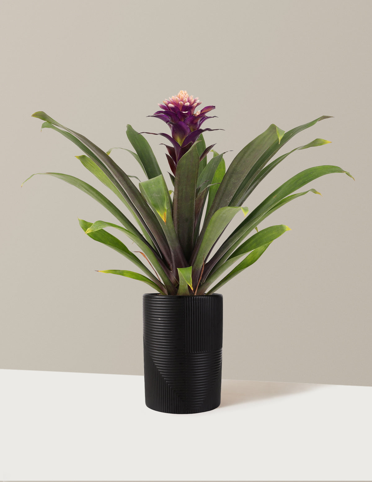 Bromeliad Guzmania Francesca