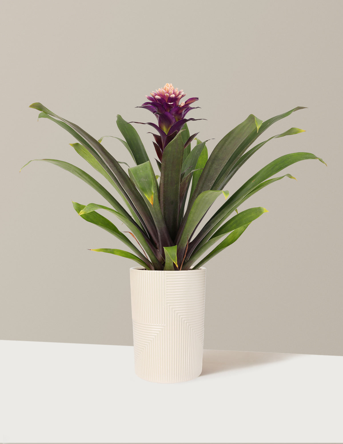 Bromeliad Guzmania Francesca