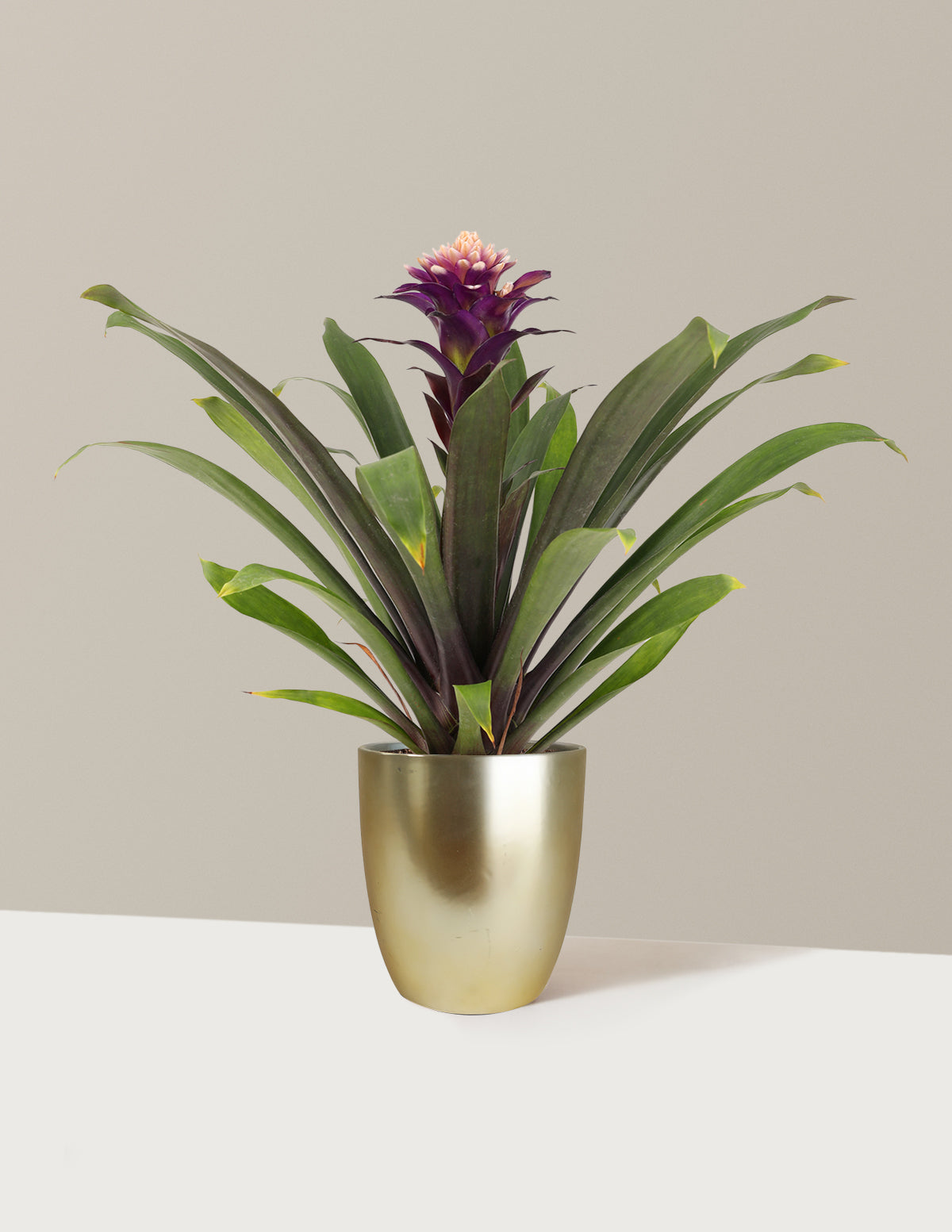 Bromeliad Guzmania Francesca