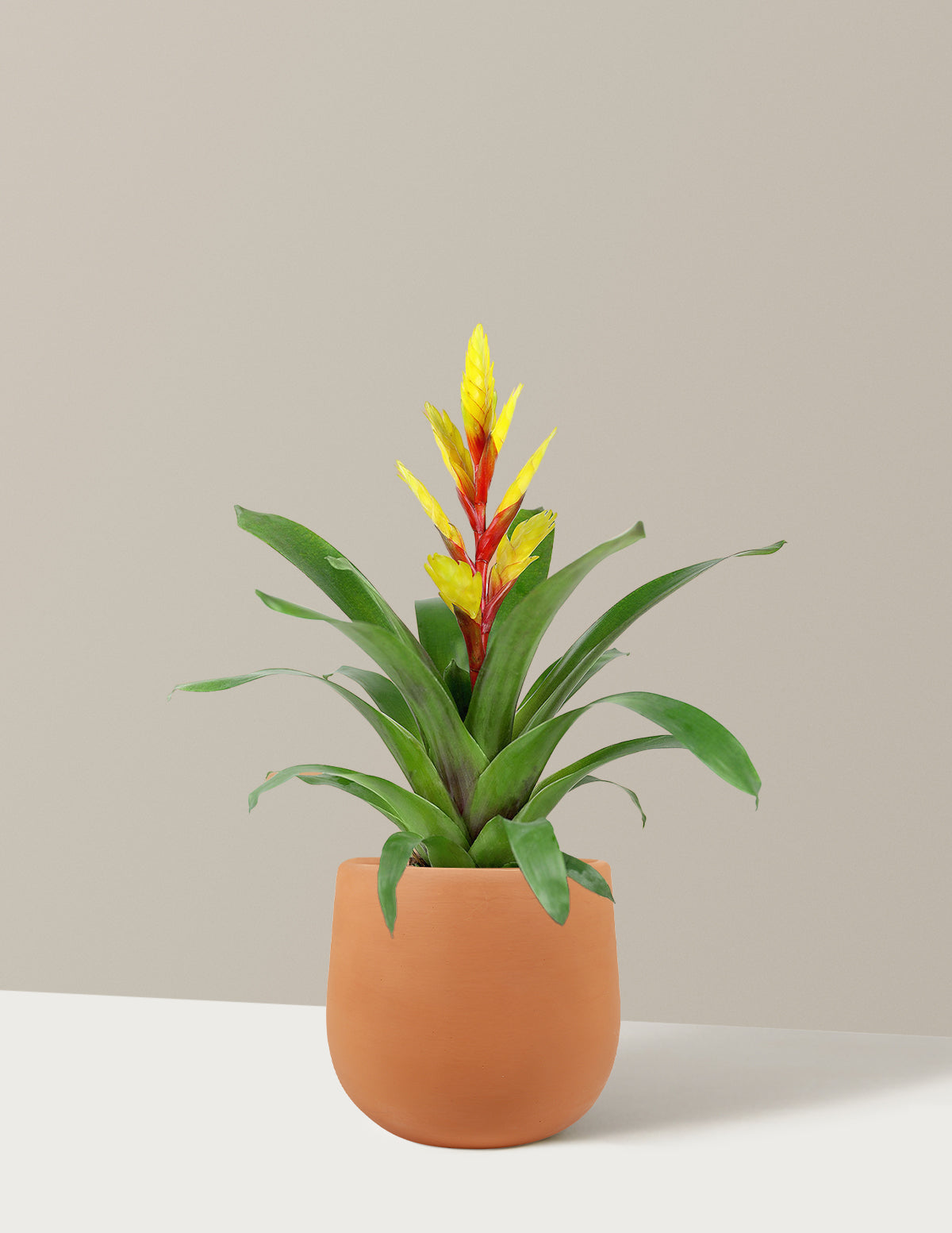 Vriesea Evita Yellow Bromelia
