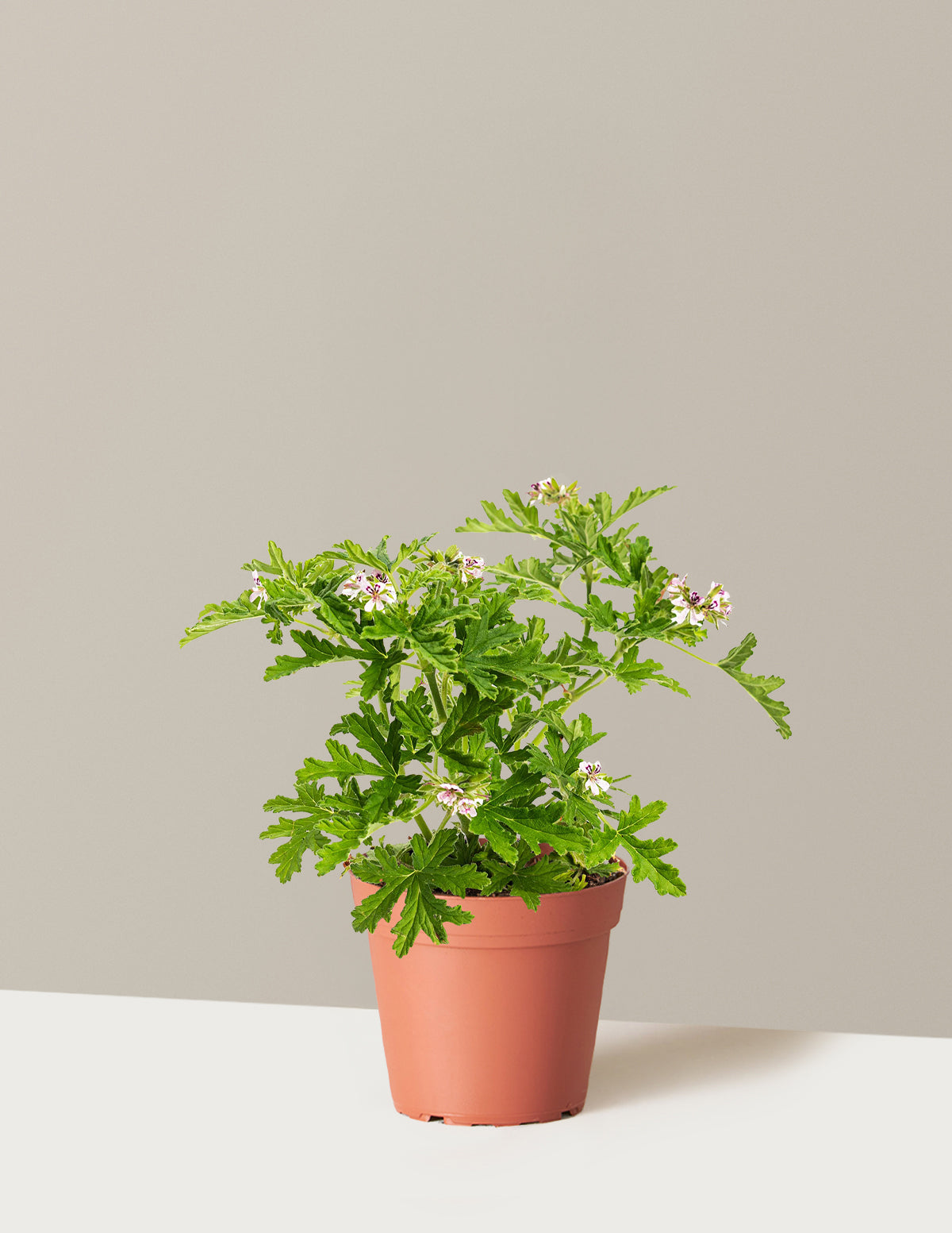Citronella (Sinekkovan) Çalısı