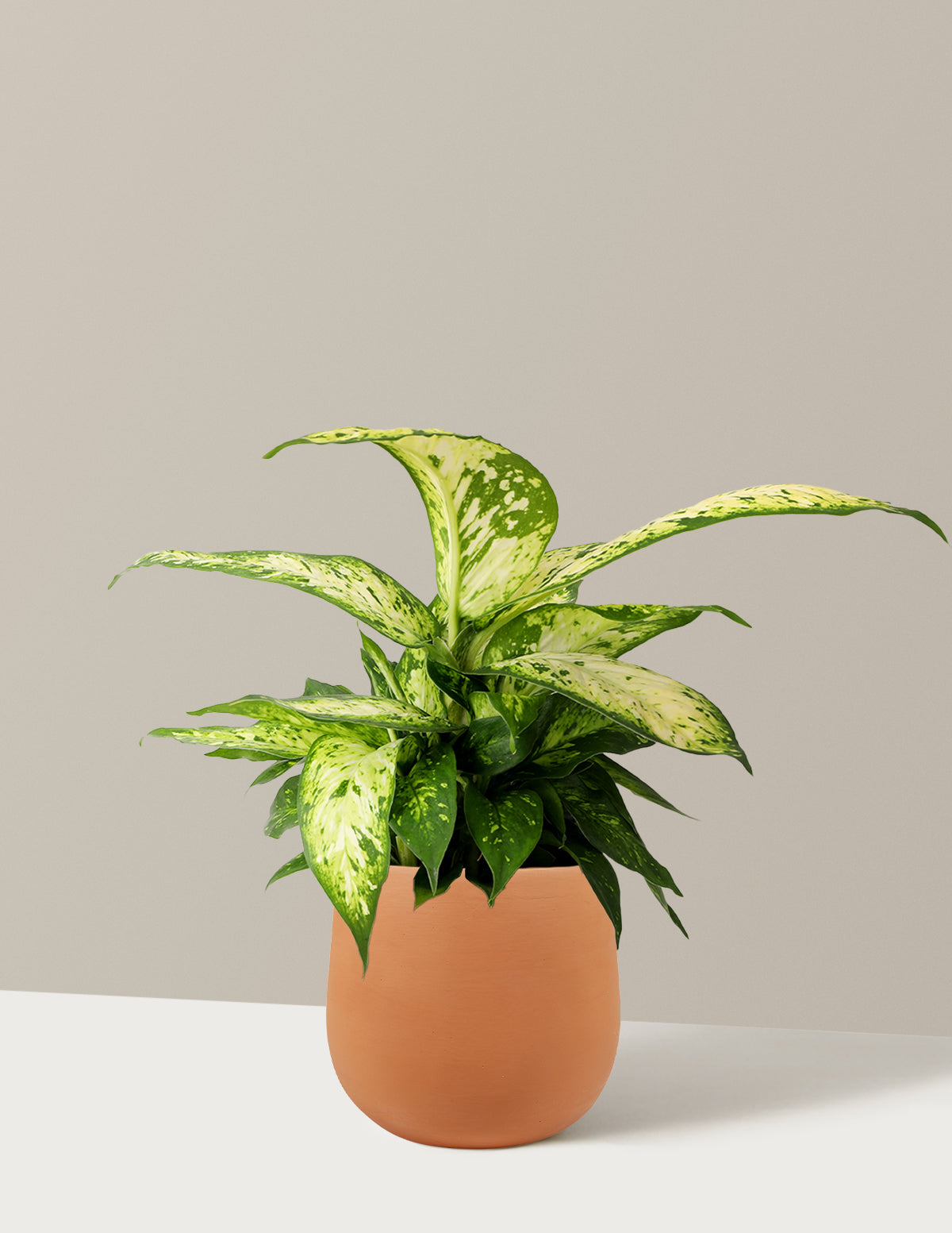 Dieffenbachia 'Star Bright'