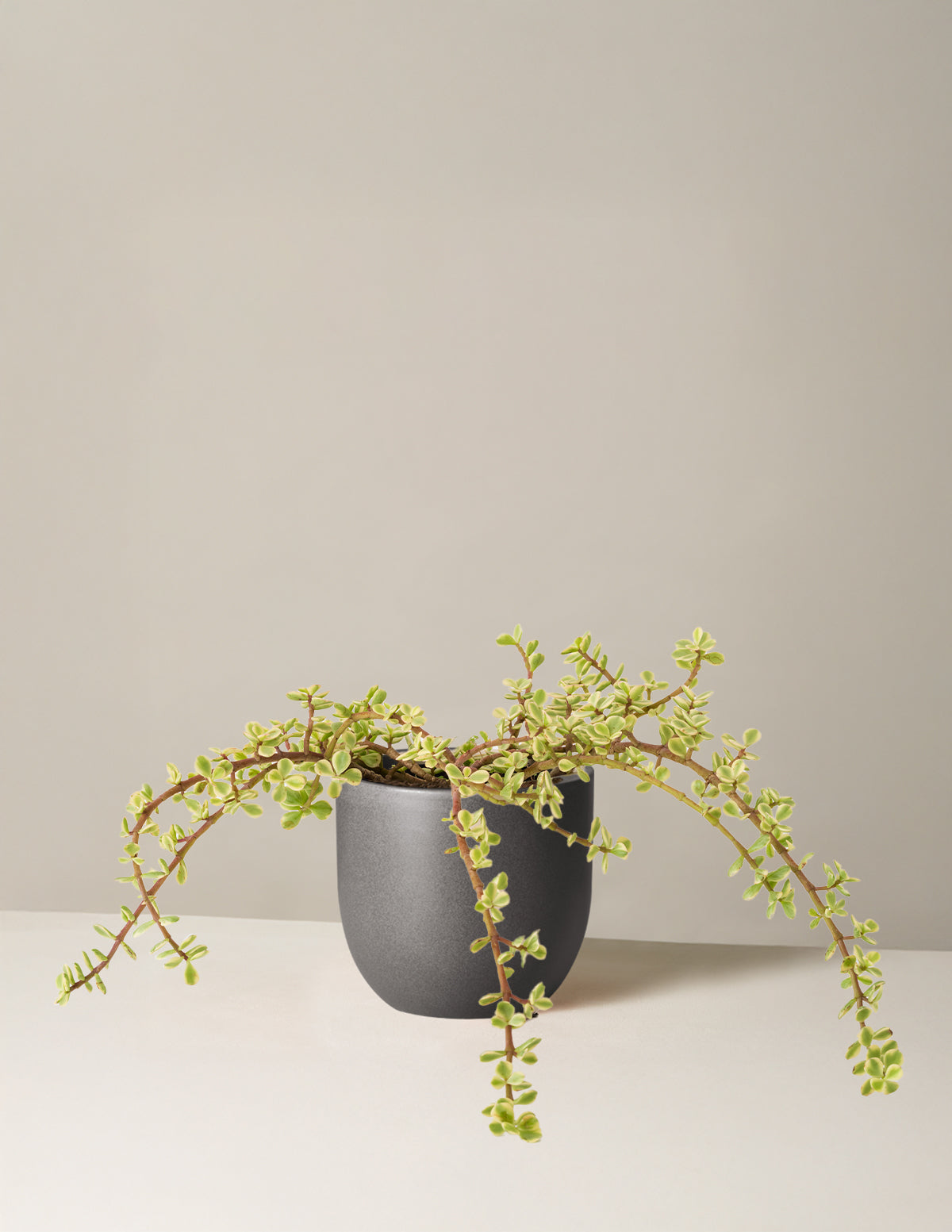 Alacalı Fil Çalısı (Variegated Elephant Bush) - Bereket Bitkisi