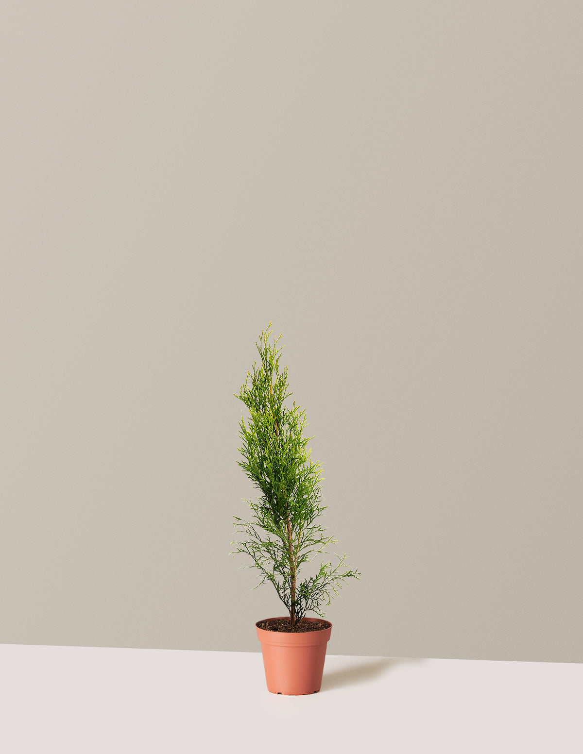 Emerald Green Arborvitae (Zümrüt Yeşil Mazı)