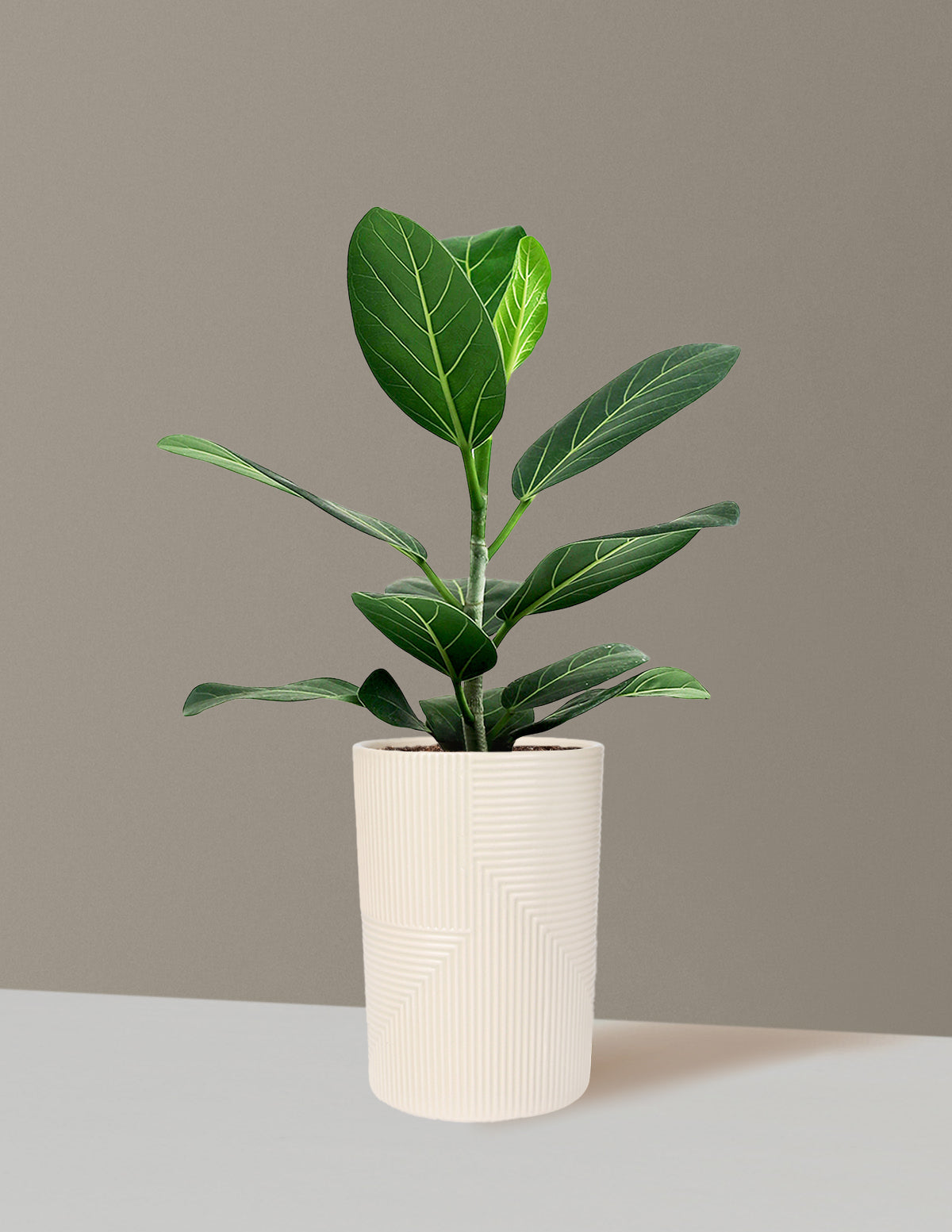 Ficus Audrey Bush
