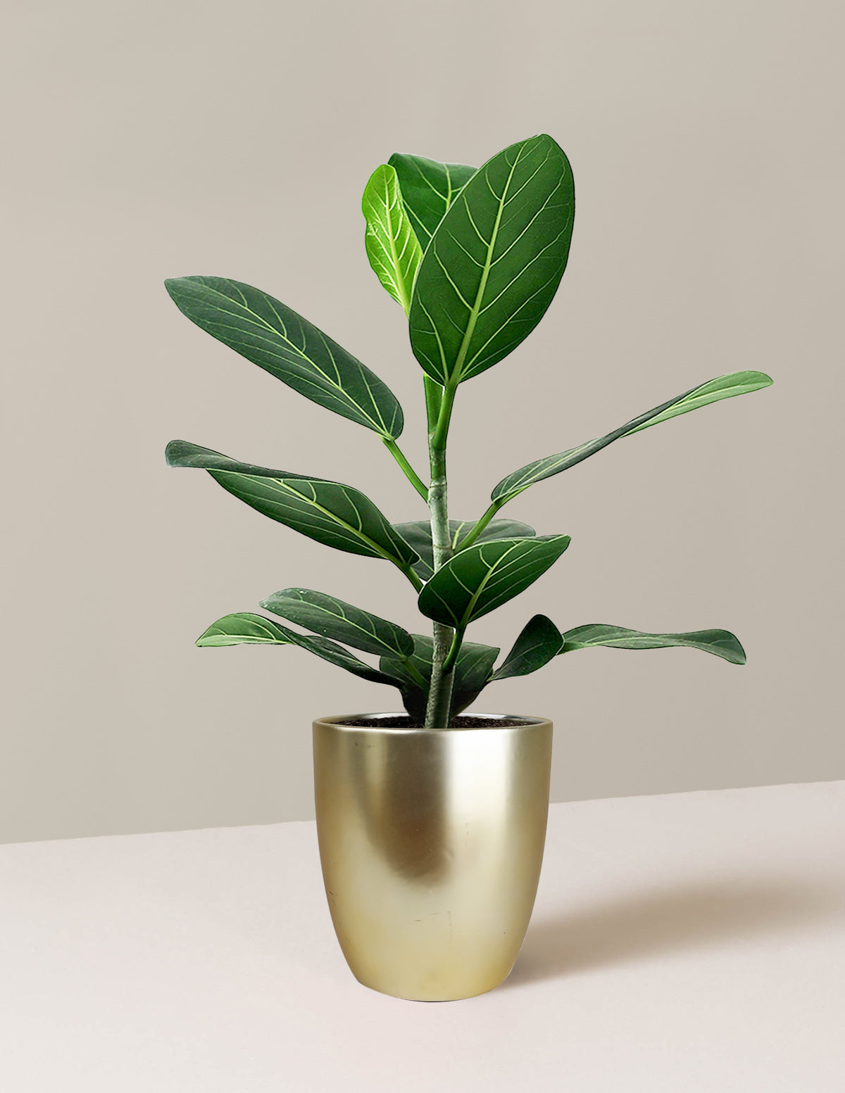 Ficus Audrey Bush
