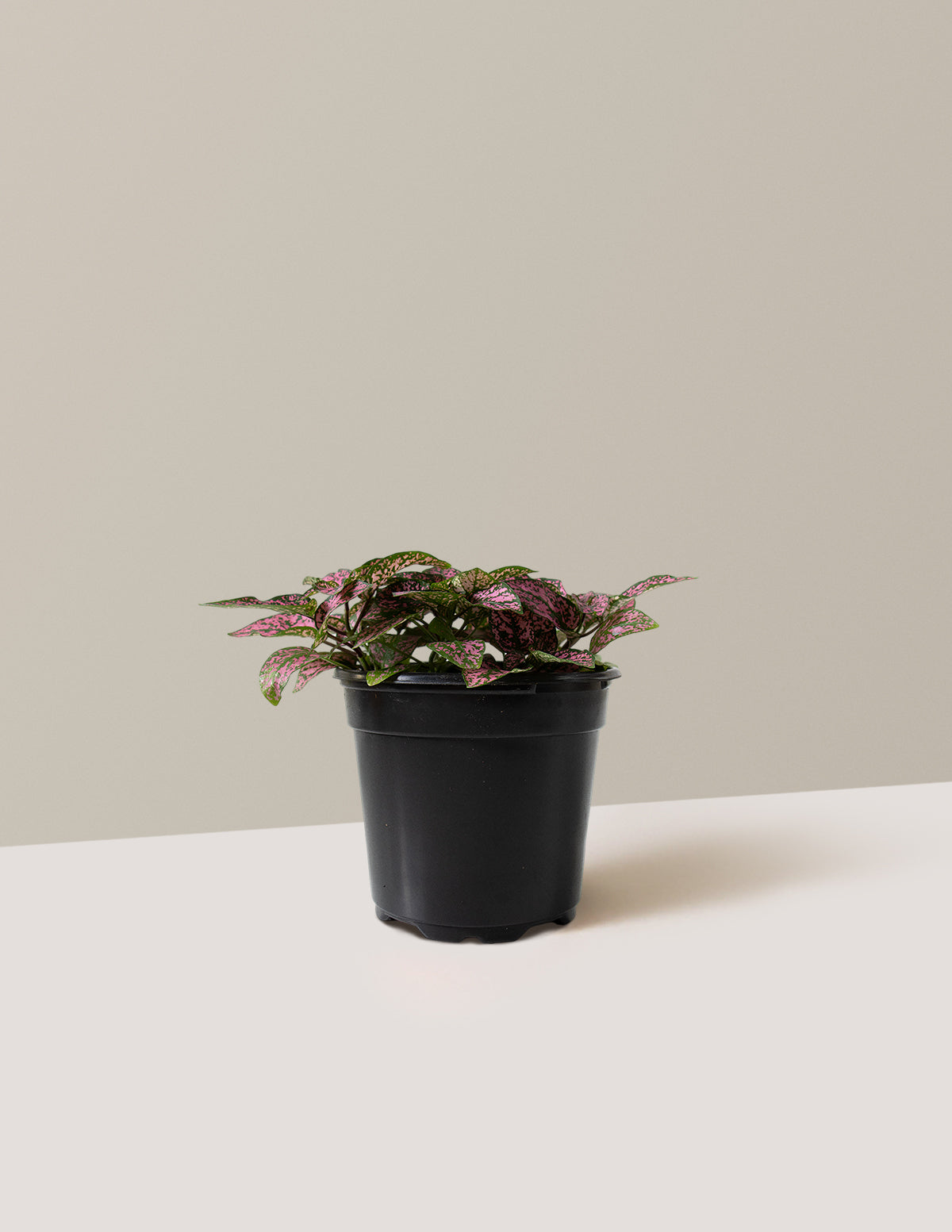 Pembe Benekli Bitki (Pink Polka Dot Plant)