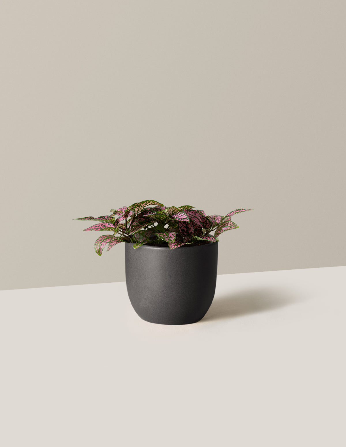 Pembe Benekli Bitki (Pink Polka Dot Plant)