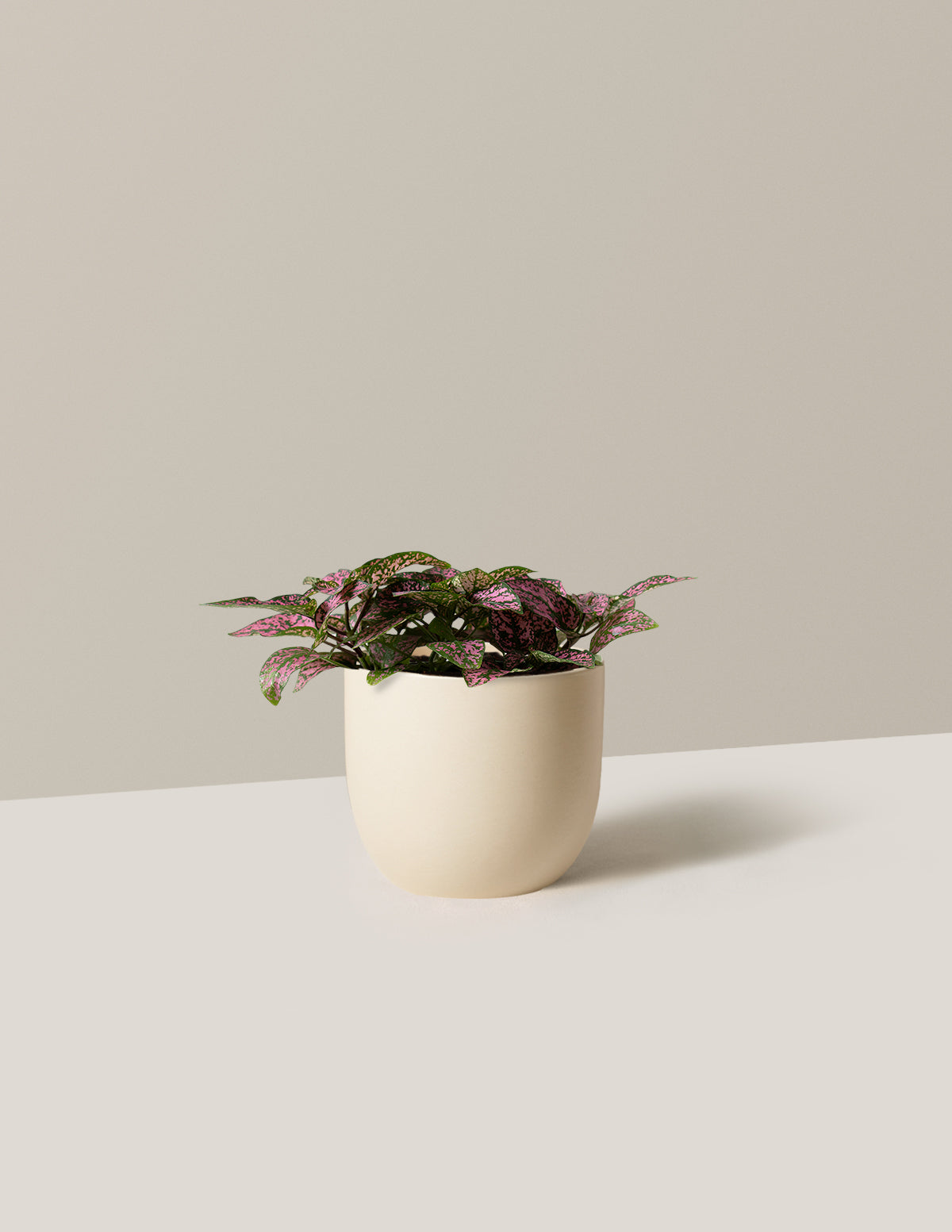 Pembe Benekli Bitki (Pink Polka Dot Plant)