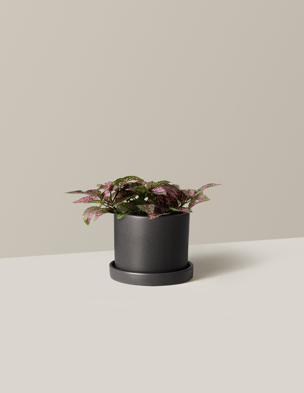 Pembe Benekli Bitki (Pink Polka Dot Plant)