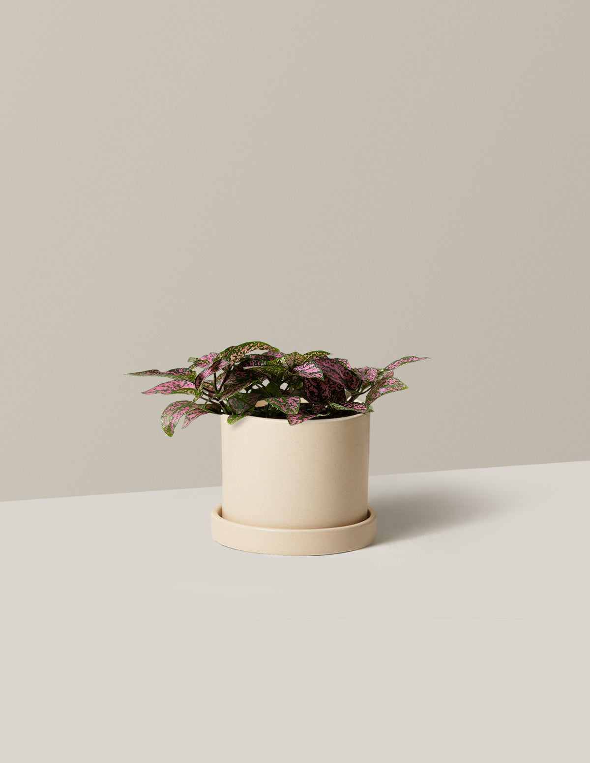 Pembe Benekli Bitki (Pink Polka Dot Plant)