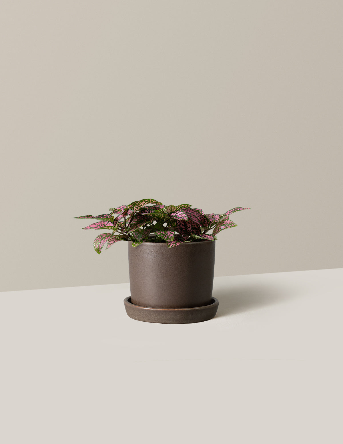 Pembe Benekli Bitki (Pink Polka Dot Plant)