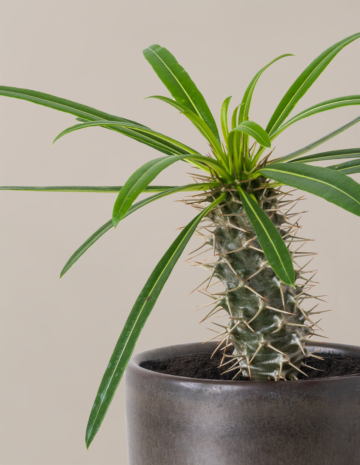 Madagascar Palm (Pachypodium lamerei)
