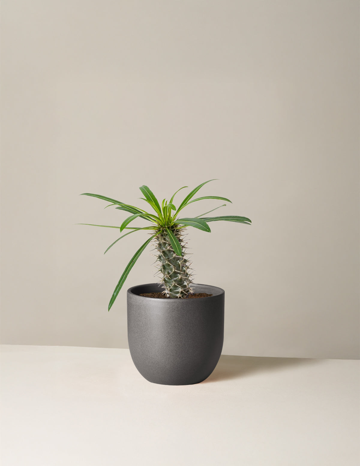 Madagascar Palm (Pachypodium lamerei)