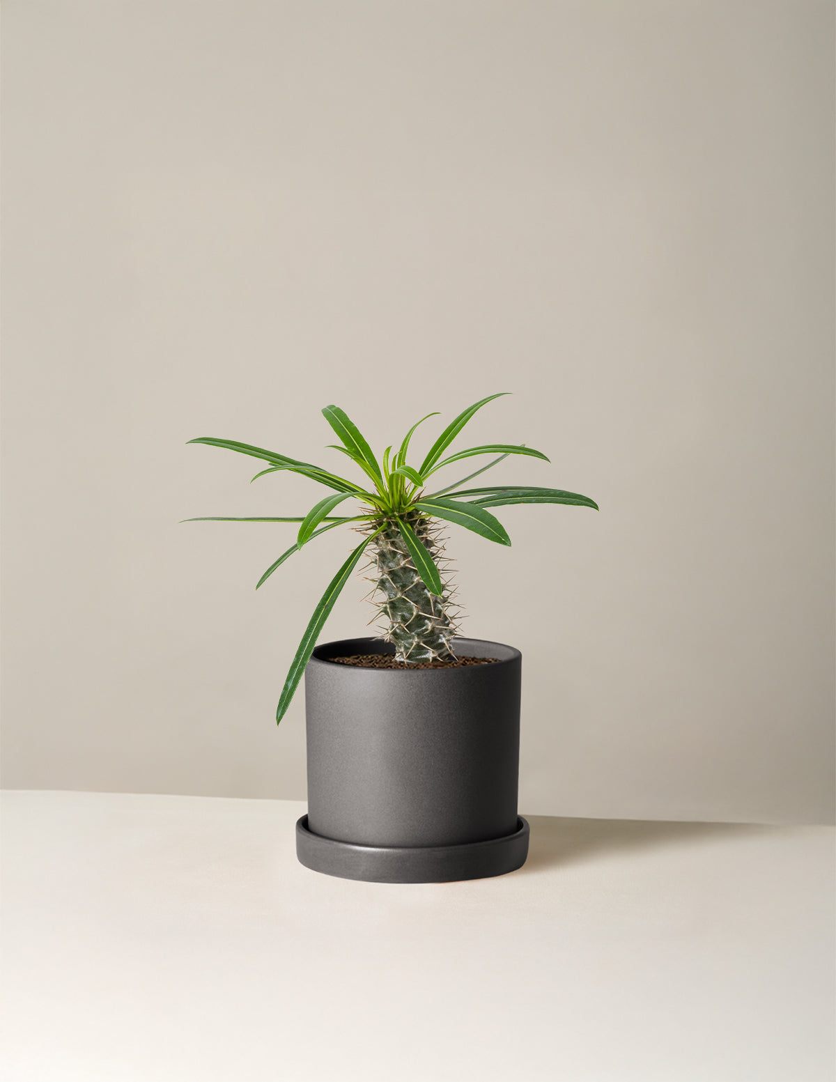 Madagascar Palm (Pachypodium lamerei)