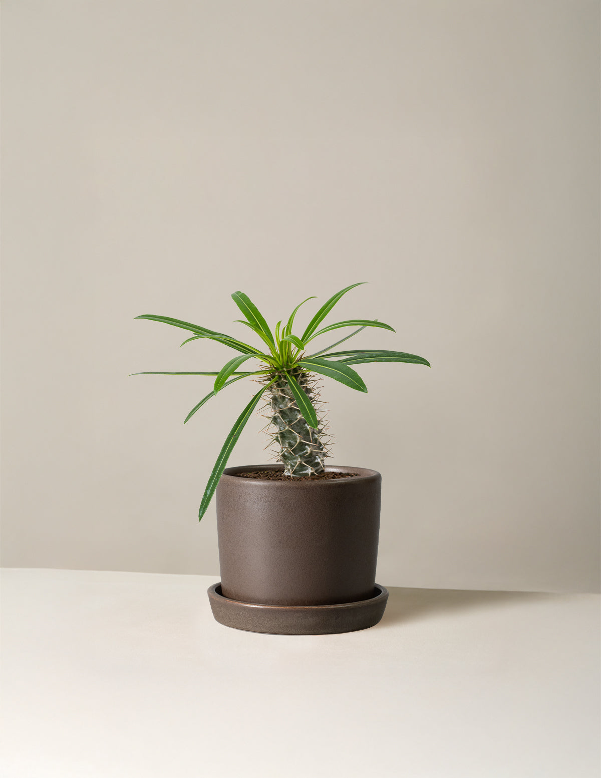 Madagascar Palm (Pachypodium lamerei)