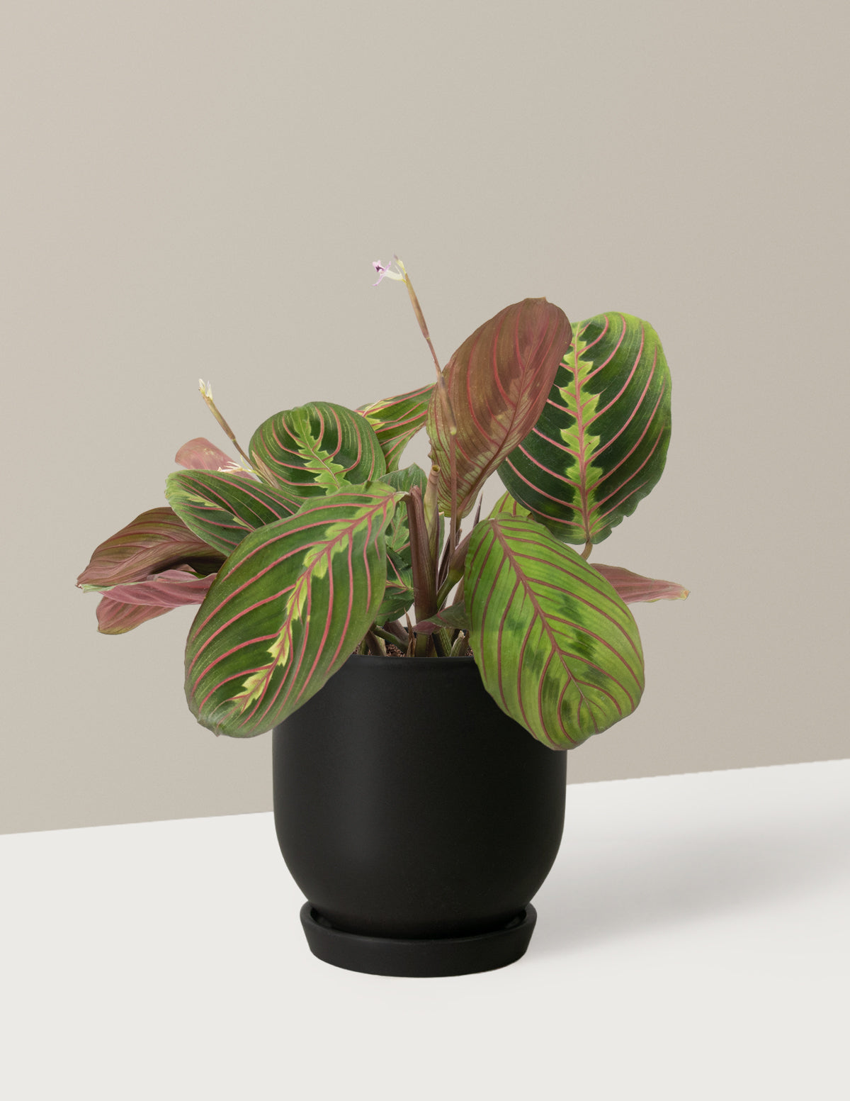 Pencere Önüne Uygun: Evcil Dostu İkili