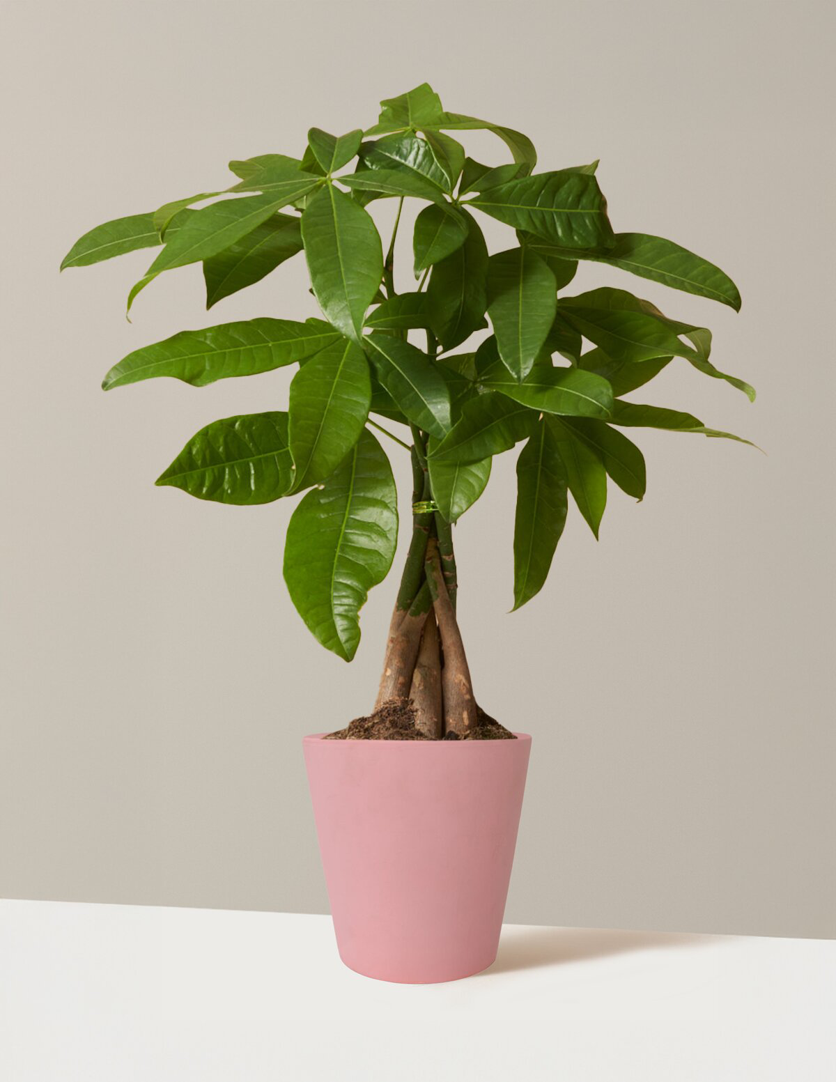 Para Ağacı (Money Tree)