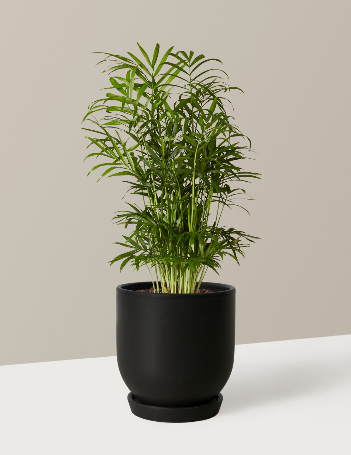 Parlor Palm (Salon Palmiyesi)