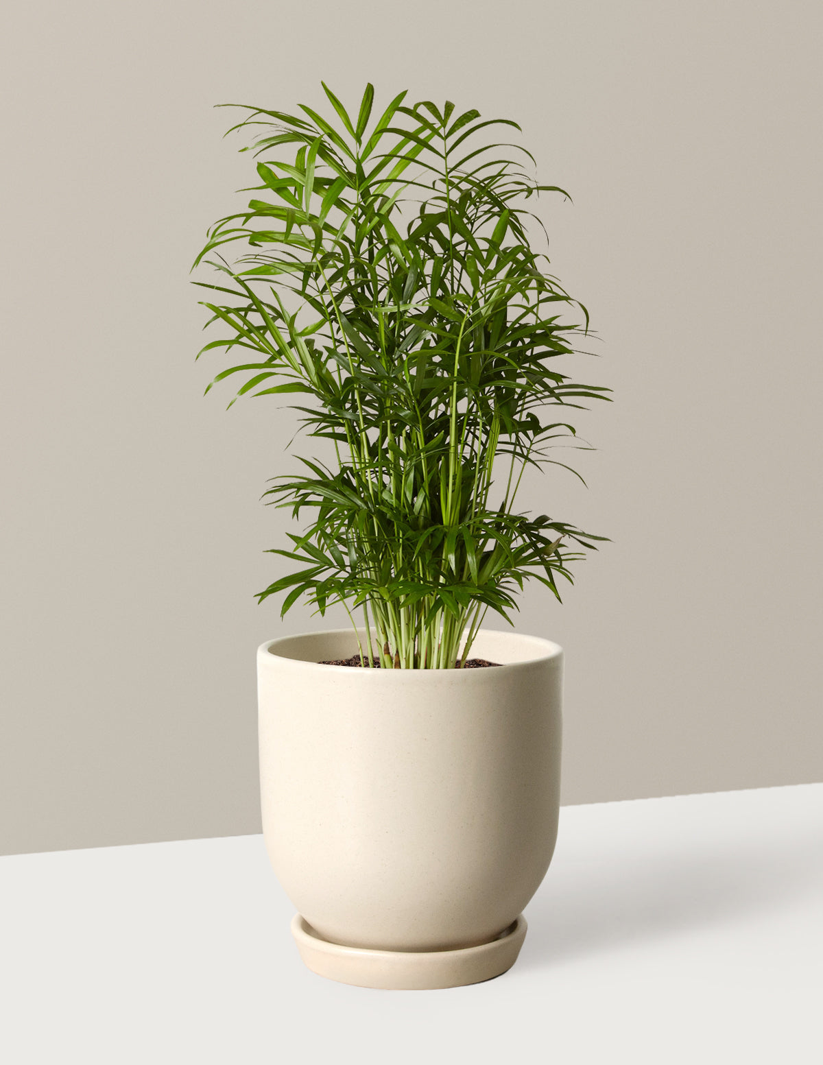 Parlor Palm (Salon Palmiyesi)
