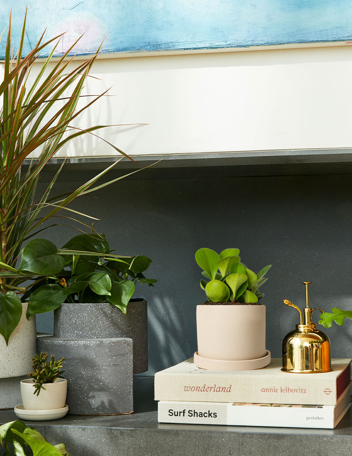 Baby Rubber Plant (Peperomia obtusifolia)