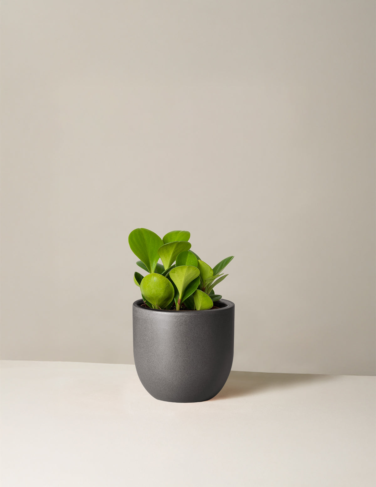 Baby Rubber Plant (Peperomia obtusifolia)