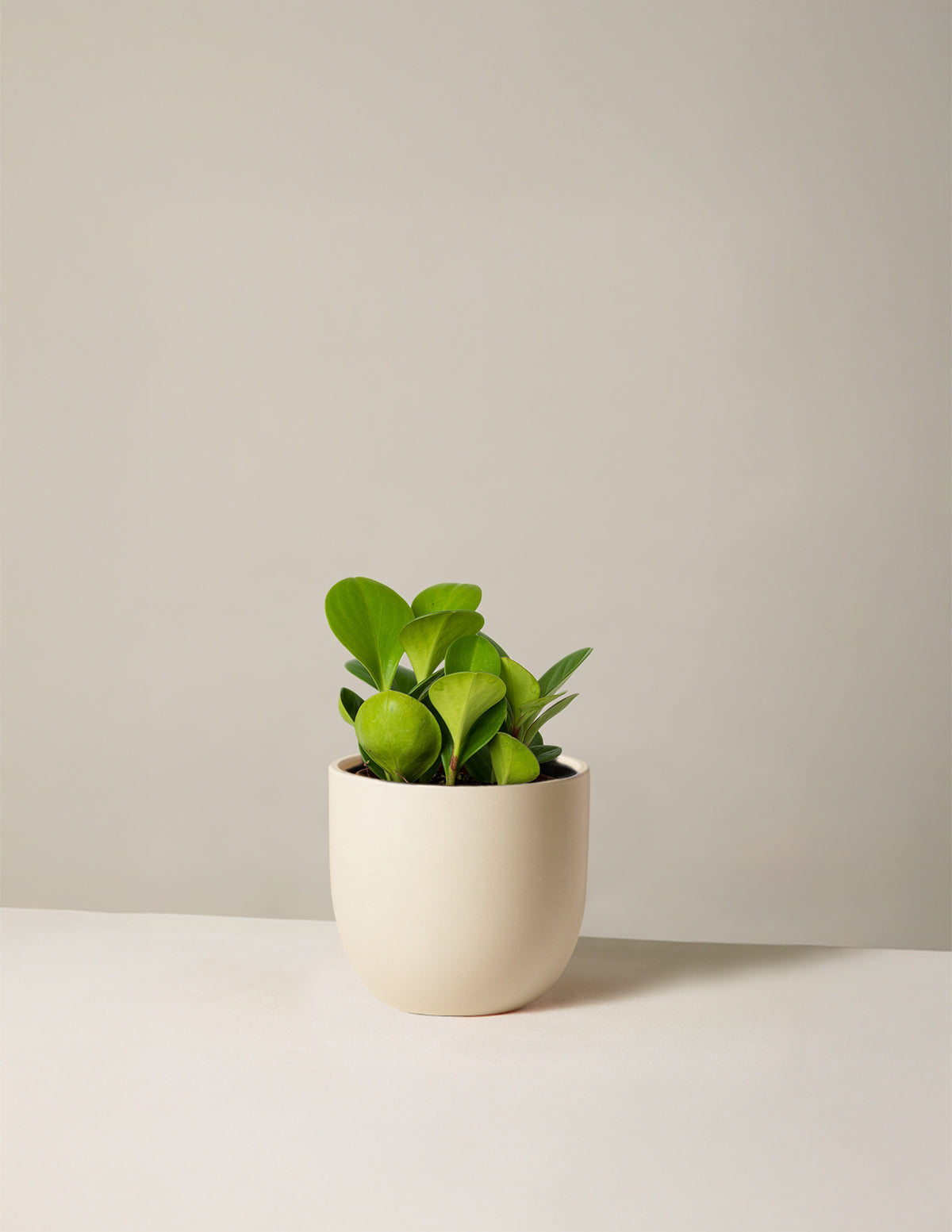 Baby Rubber Plant (Peperomia obtusifolia)