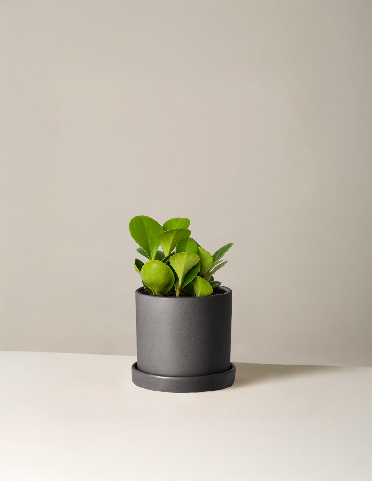 Baby Rubber Plant (Peperomia obtusifolia)