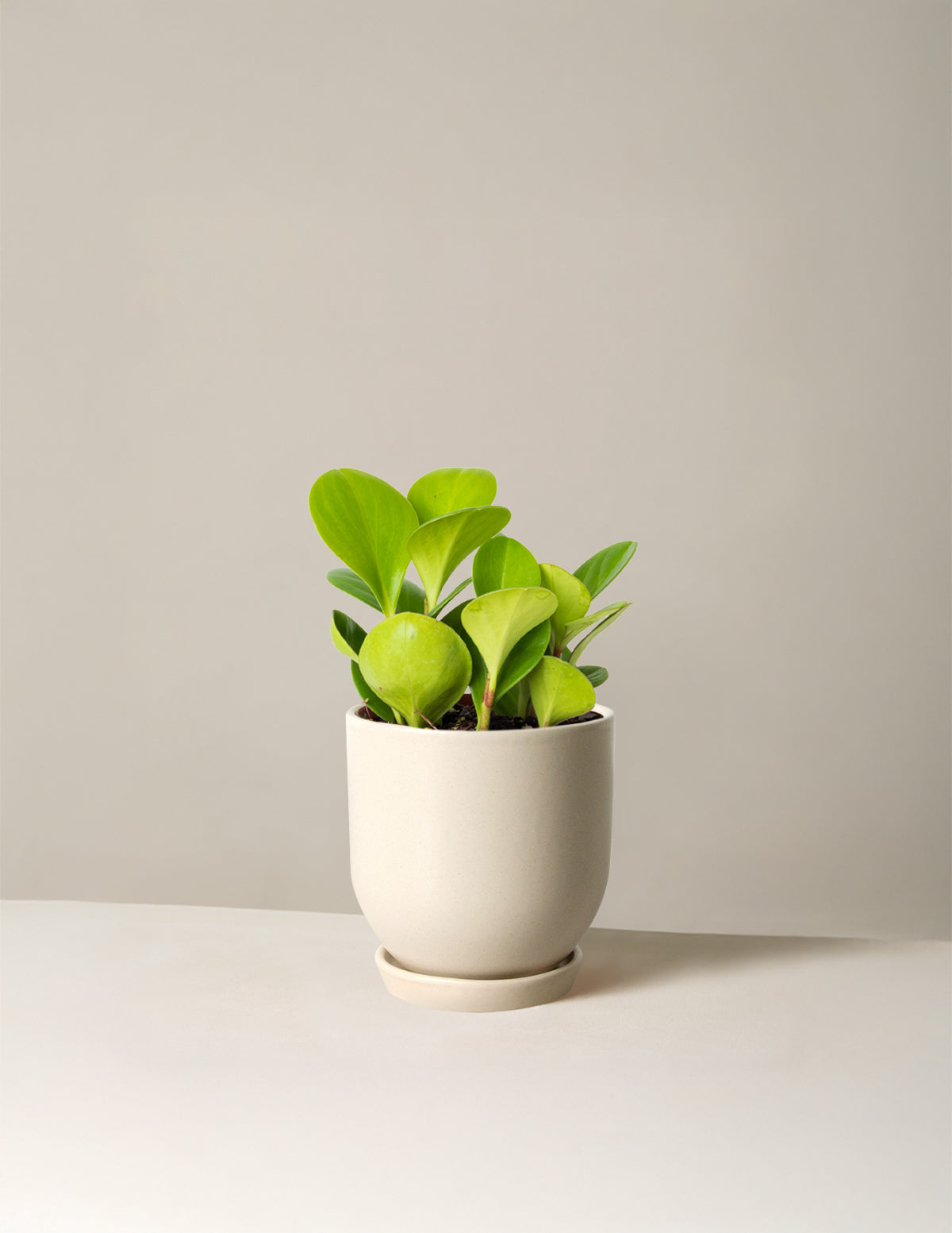 Baby Rubber Plant (Peperomia obtusifolia)