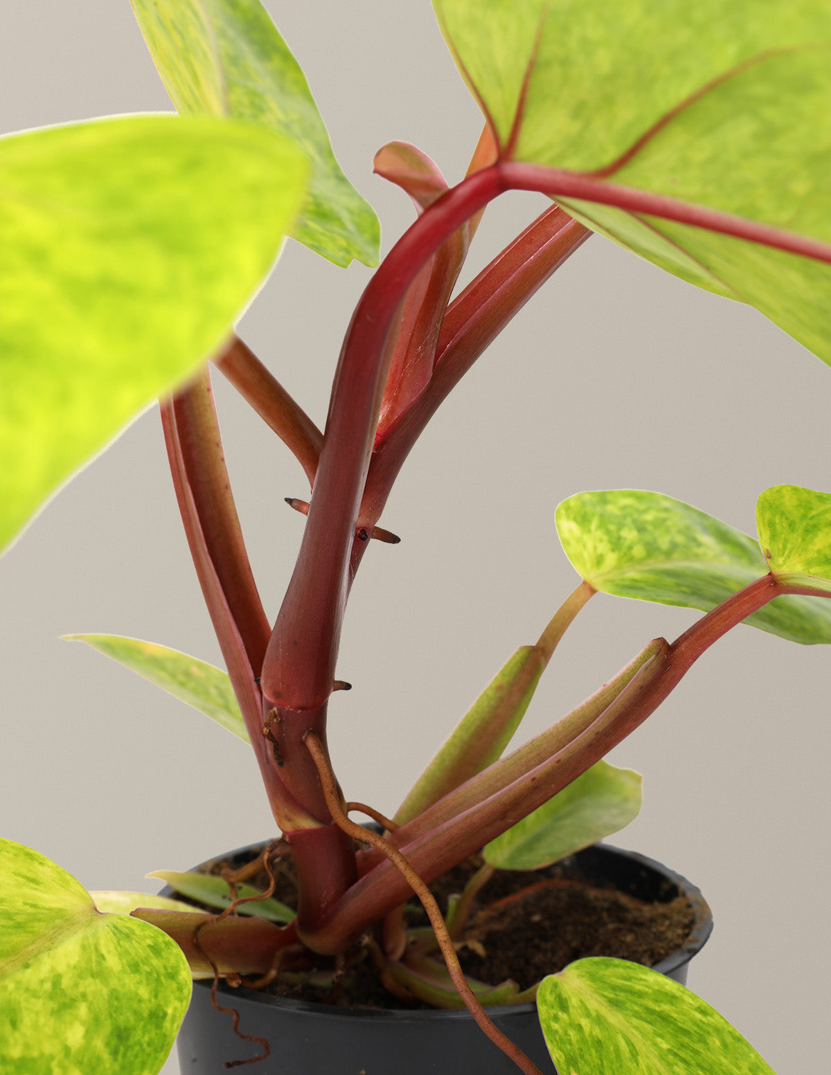 Philodendron 'Painted Lady'