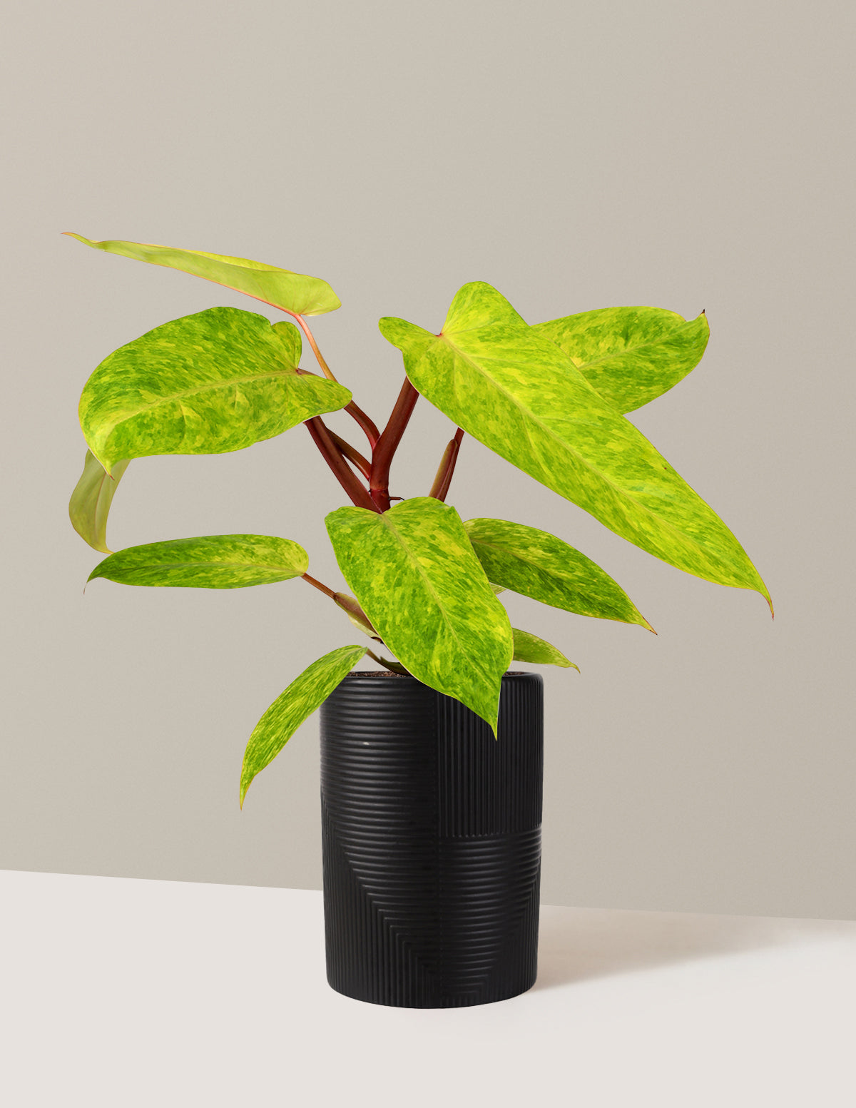 Philodendron 'Painted Lady'