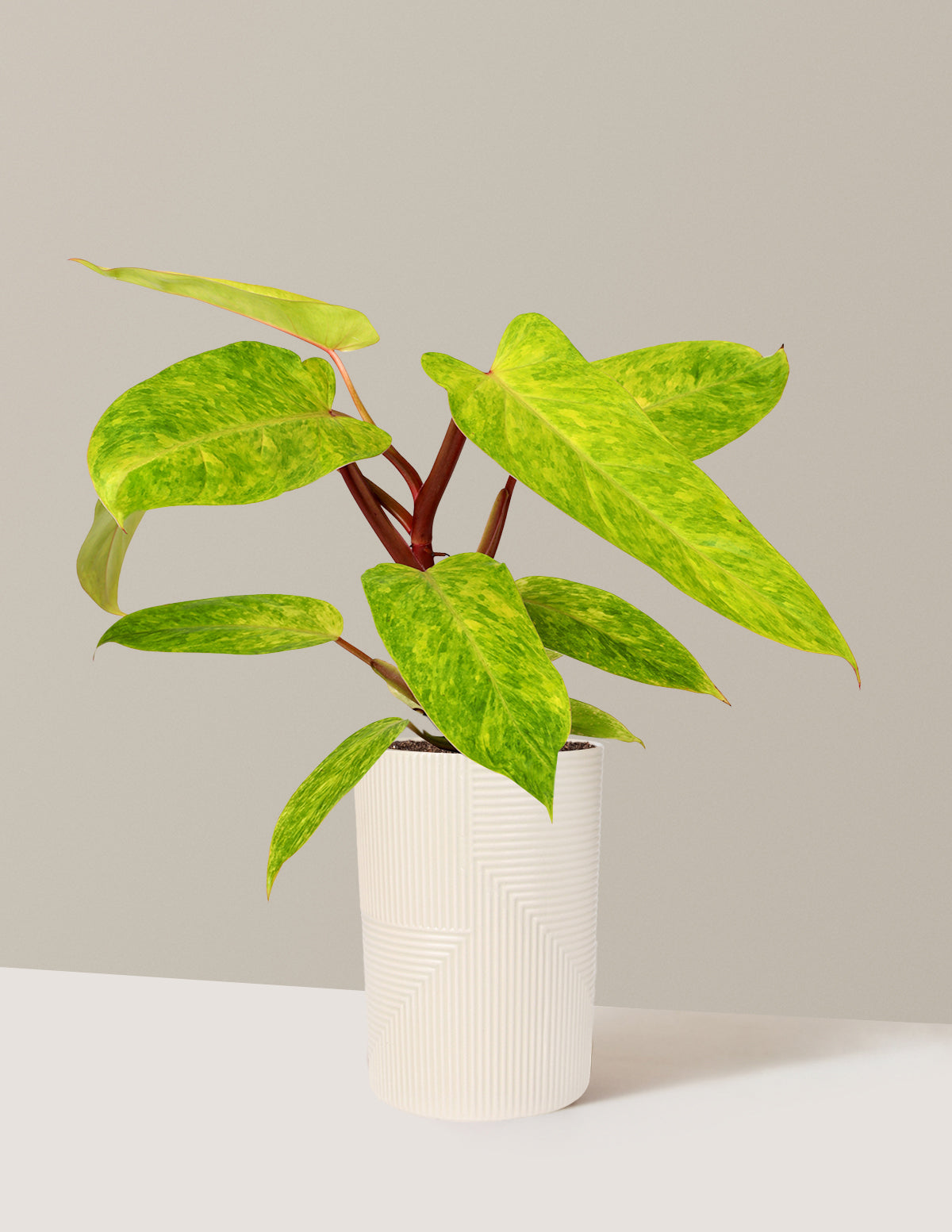 Philodendron 'Painted Lady'