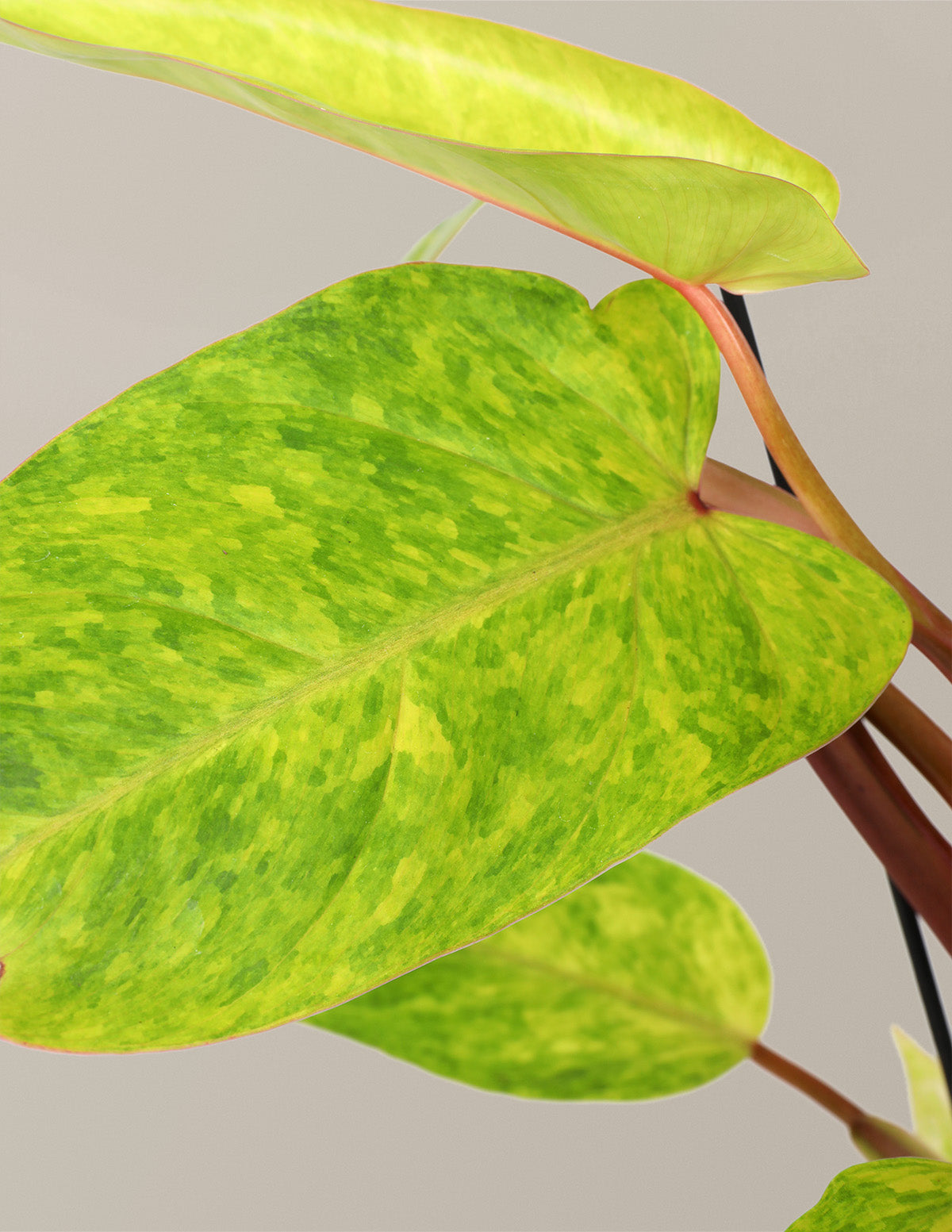 Philodendron 'Painted Lady'