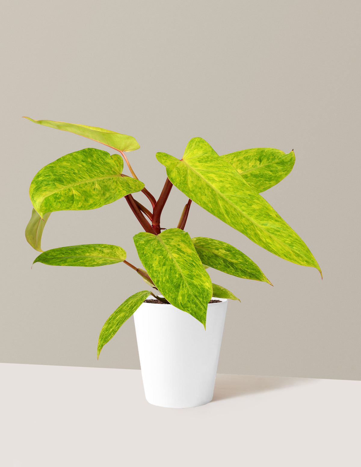 Philodendron 'Painted Lady'