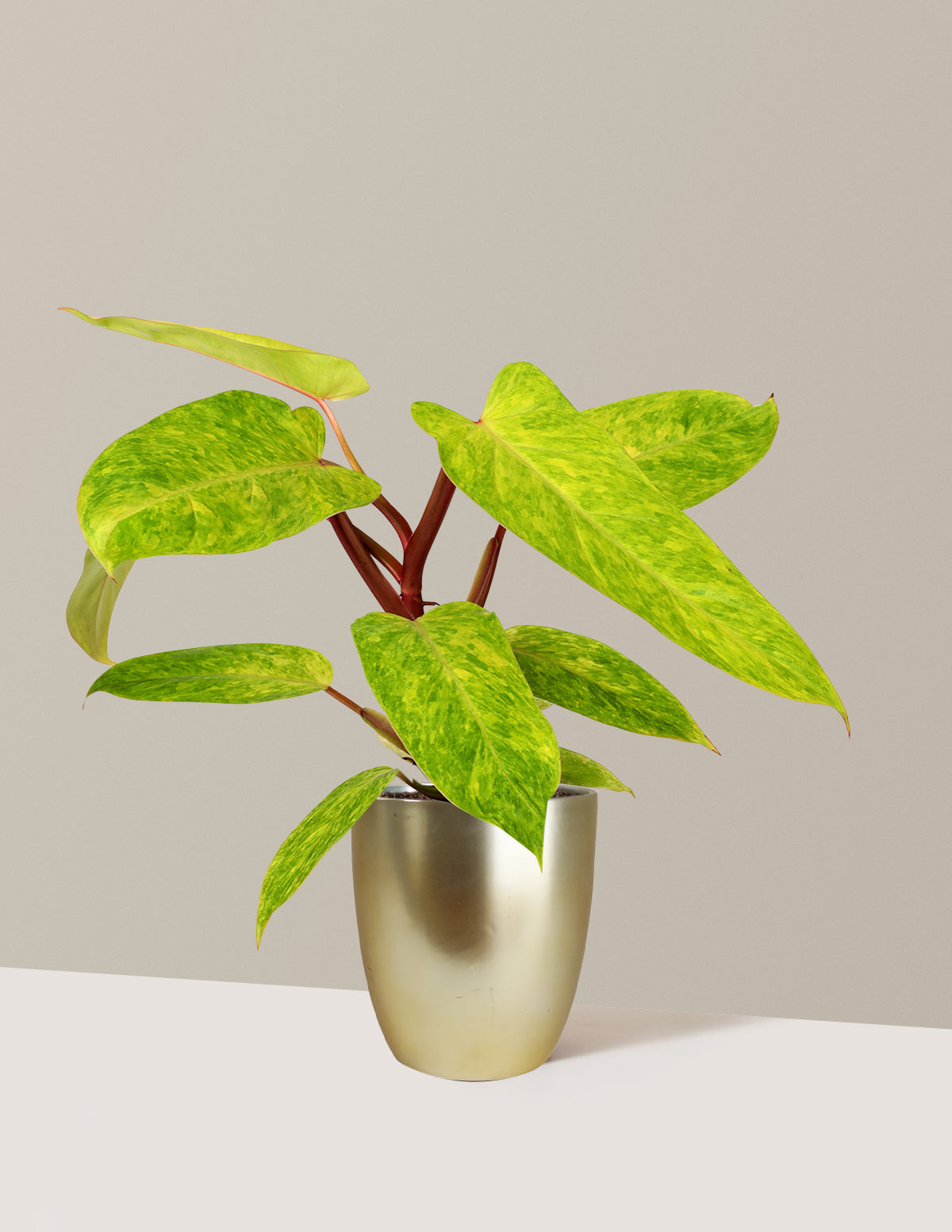 Philodendron 'Painted Lady'